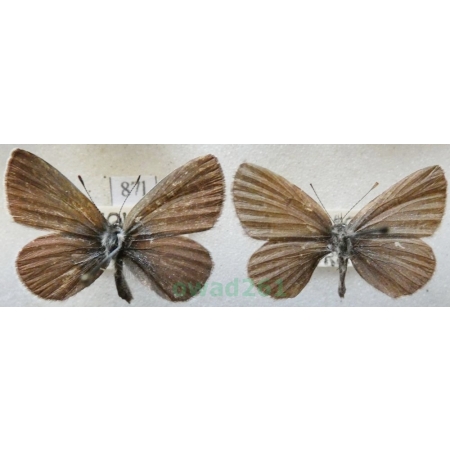 Cupido minimus (Fuessly, 1775) pair Modraszek malczyk Czech87l